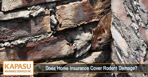 Insurance companies mostly regard this issue as a home. . Does state farm cover rodent damage
